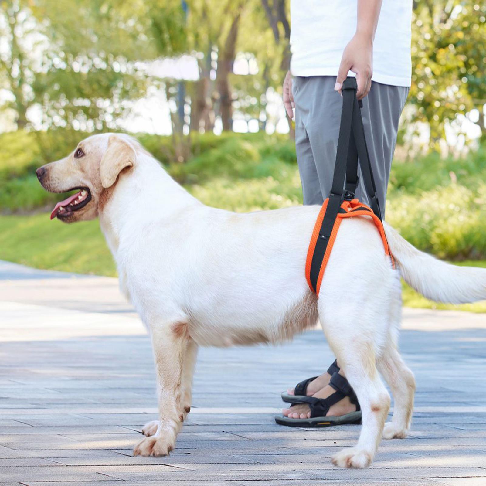 Dog Lift Harness Adjustable St - Ladder Toss Set reseña y precio